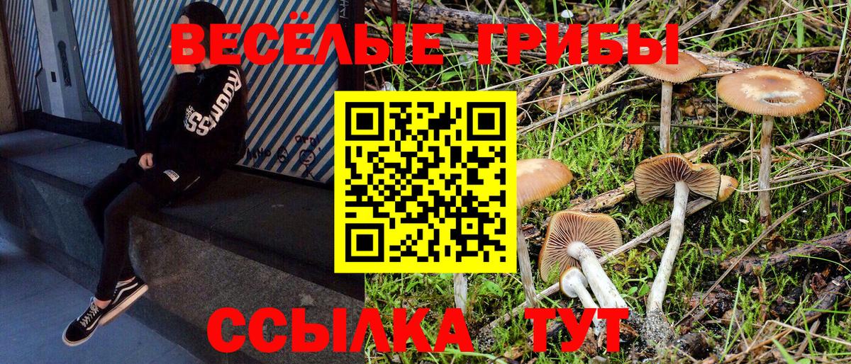 Галлюциногенные грибы Psilocybine cubensis Абакан